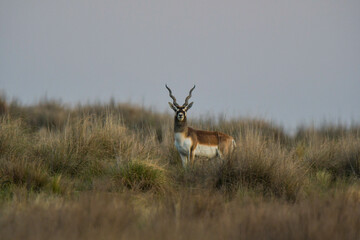 Male Blackbuck Antelope in Pampas plain environment, La Pampa province, Argentina