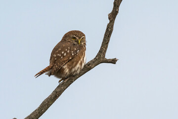 Ferruginous Pygmy owl, Glaucidium brasilianum, Calden forest, La Pampa Province, Patagonia, Argentina.