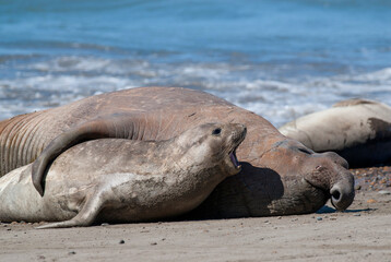 Elephant seal family, Peninsula Valdes, Patagonia, Argentina
