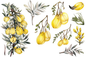 Kowhai Flower Watercolor Clipart Pack, Generative AI