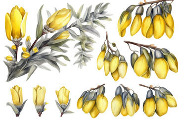  Watercolor Clipart of Kowhai Flower, Generative AI