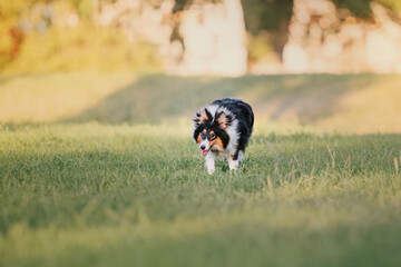 Naklejka na ściany i meble Sheltie Dog on a Walk: Serene Canine in Nature