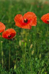 Scarlet meadow poppies among the green grass. Summer low angle view outdoors.