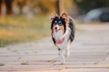 Obraz na płótnie Canvas Sheltie Dog on a Walk: Serene Canine in Nature