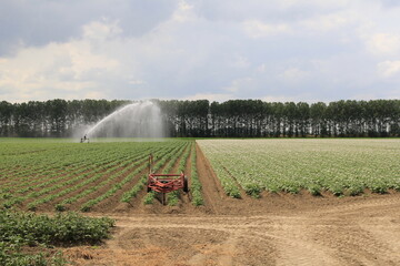 a large potato field with green potato plants and blooming plants with white flowers and an irrigation system in the dutch countryside 