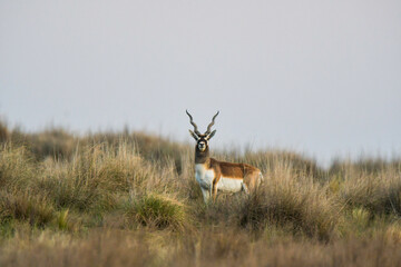 Male Blackbuck Antelope in Pampas plain environment, La Pampa province, Argentina - obrazy, fototapety, plakaty