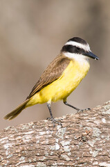Obraz premium Great Kiskadee, Pitangus sulphuratus, Calden forest, La Pampa, Argentina