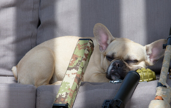 A bulldog dog sleeps on a couch in the shade among the barrels of various weapons putting his muzzle on a grenade.