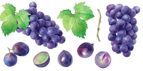 紫ブドウの果実と葉の水彩イラスト。セット。 - obrazy, fototapety, plakaty