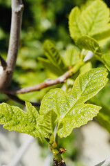 First leaves of fig trees.