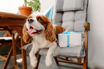 Dog's birthday party. Cake for pet made of cookies in shape of meat bones. Cute dog wearing party hat at table with delicious birthday cake
