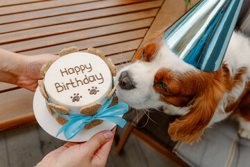 Dog's birthday party. Cake for pet made of cookies in shape of meat bones. Cute dog wearing party hat at table with delicious birthday cake
