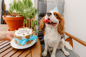 Dog's birthday party. Cake for pet made of cookies in shape of meat bones. Cute dog wearing party hat at table with delicious birthday cake
