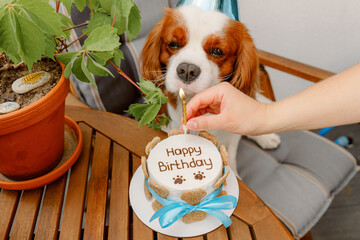 Dog's birthday party. Cake for pet made of cookies in shape of meat bones. Cute dog wearing party...