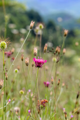 Mountain meadow with wildflowers close-up