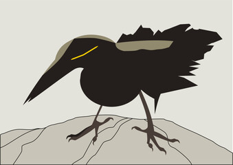 Crow on rock