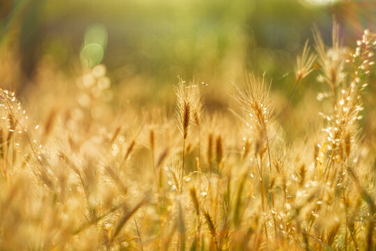 golden wheat sprouts at sunset on a cloudy background desktop wallpaper