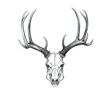 elk skull deer horn ai generated