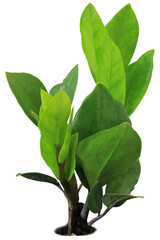 Garden Tree on isolated background and make clipping path