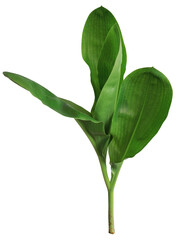 Thai Herbs on white background and make clipping path