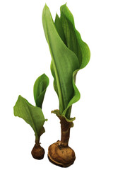 Thai Herbs on white background and make clipping path