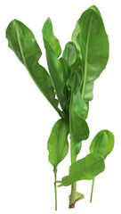 Thai Herbs on white background and make clipping path