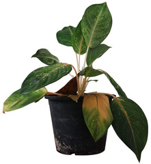 Garden Tree on isolated background and make clipping path