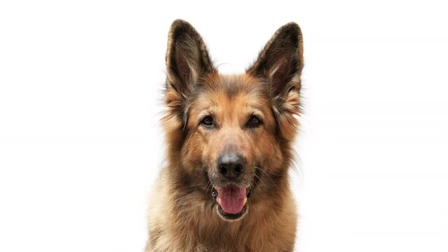 Close up shot of a German shepherd dog on white background, looking at the camera.