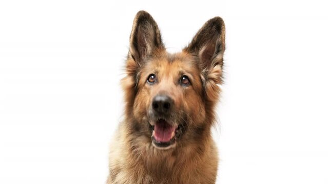 Close up shot of a German shepherd dog on white background, moving head up and down.