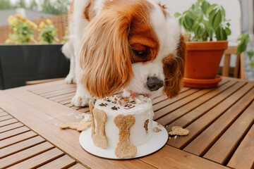Dog's birthday party. Cake for pet made of cookies in shape of meat bones. Cute dog wearing party hat at table with delicious birthday cake