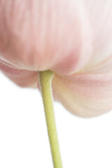 Macro photo of summer pink flowers on a white background