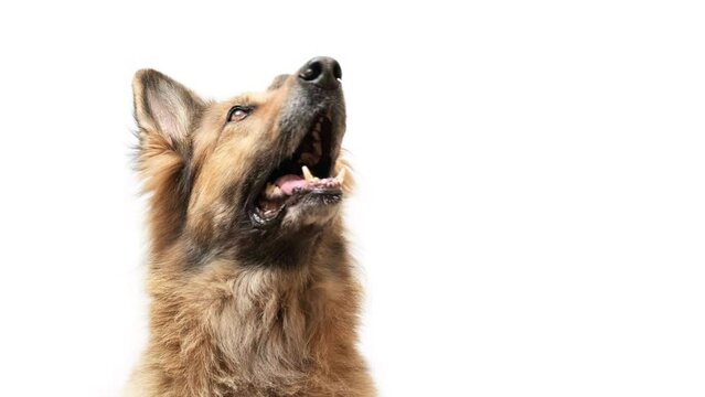 Close up shot of a German shepherd dog on white background, looking up, copy space on the right side.