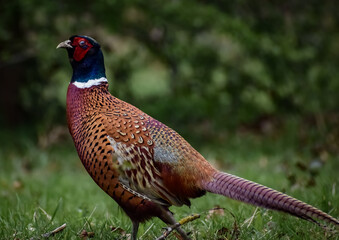pheasant in woodland field close up game bird fowl