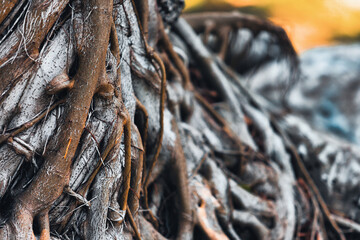 a picture of a tree tree's roots