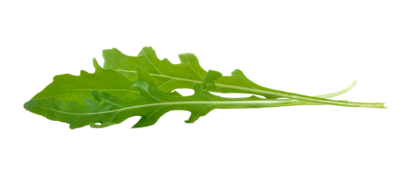Sweet rucola salad or rocket lettuce leaves isolated on transparent png