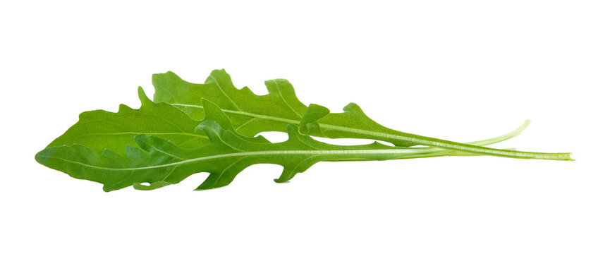 Sweet rucola salad or rocket lettuce leaves isolated on transparent png