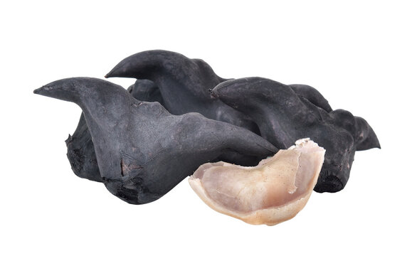 Water Caltrops, Trapa natans isolated on transparent png