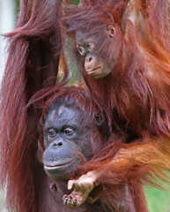 Paignton, Torbay, South Devon, England: Mother and Daughter orangutans spend bonding time together in their outdoor enclosure at Paignton Zoo. 