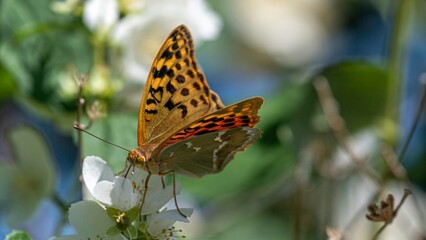 Obraz premium Isolated close up macro beautiful and detailed images of a butterfly in a summer day in the wild- Armenia