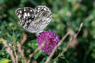 Isolated close up macro beautiful and detailed images of a butterfly in a summer day in the wild- Armenia