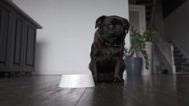 Dog food, diet. Shot of Brabancon or pug with black fur laying near bowl at home interior background. Sad and funny face with big eyes.  Pet looks sad, sick or unhappy, refusal to eat. care and animal