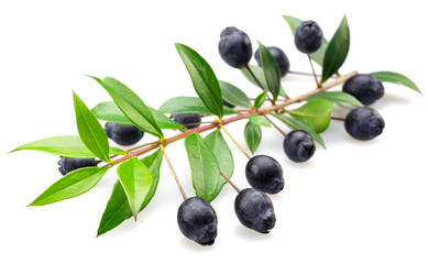 Myrtle branch with leaves and berries isolated on white background.