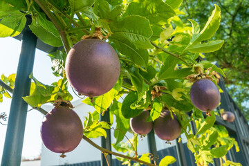 Dark purple passion fruits on passiflora vine in the garden closeup..