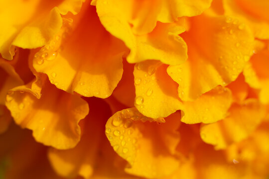 Floral background made of macro photo of many delicate petals of blossoming blooming bright orange marigold flower. Natural botanical backdrop