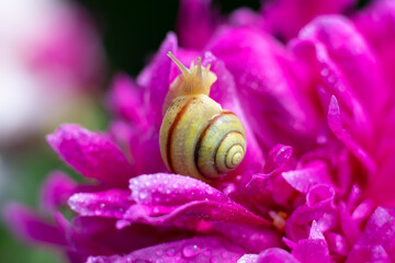 Macro photo of little snail on blossoming bright pink peony flower with petals and sparkling dew drops on it. Metaphor of spring coming, peace, tranquil and relax