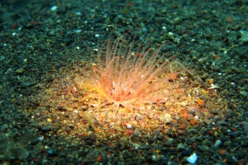 Pink tube anemone in light beam. Marine life detail, underwater photography. Dark seabed with...