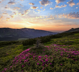 Plakat Pink rose rhododendron flowers on summer mountain slope