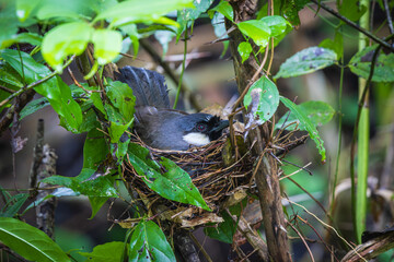 Black-throated Laughingthrush (Dryonastes chinensis) is feeding her young in the nest.