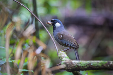 Black-throated Laughingthrush (Dryonastes chinensis) is feeding her young in the nest.