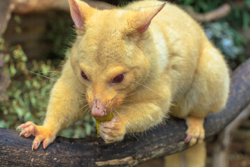 Close up of golden brushtail possum eating. The light color is a genetic mutation of common Australian possums that lives only in Tasmania.